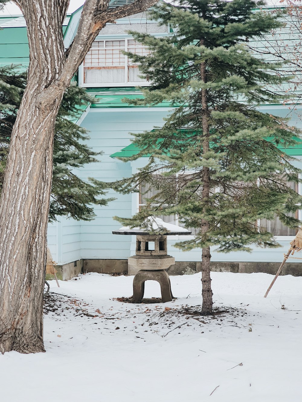 brown tree trunk on white sand near green trees during daytime