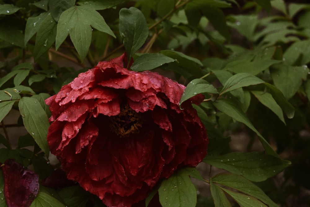 red flower with green leaves