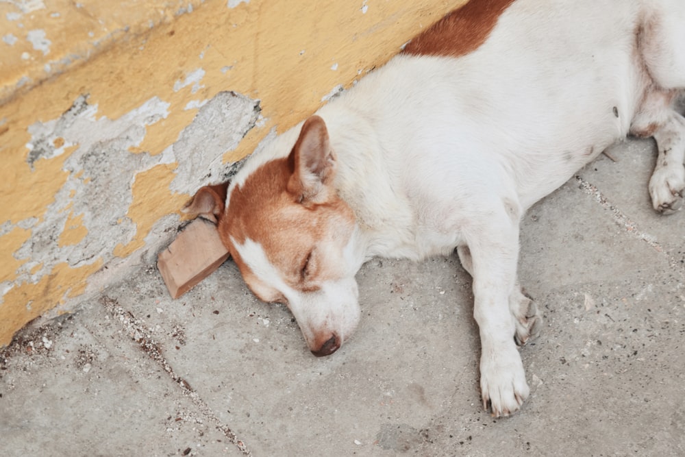 white and brown short coated dog lying on gray concrete floor