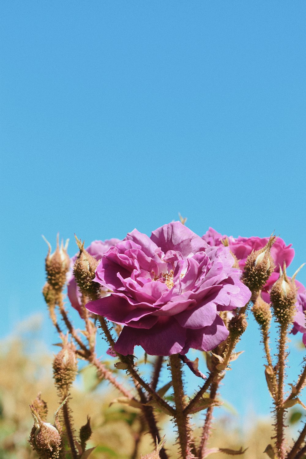 pink flower in tilt shift lens