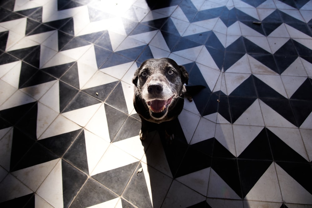 black and white short coated dog on blue and white checkered floor tiles