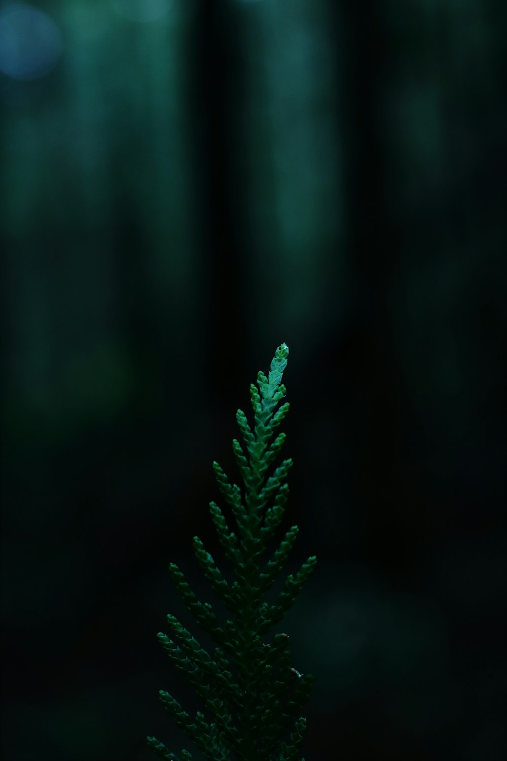 feuilles de pin vert en gros plan
