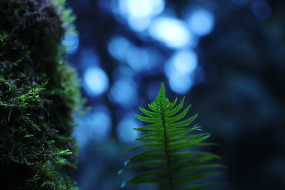 green fern plant in close up photography