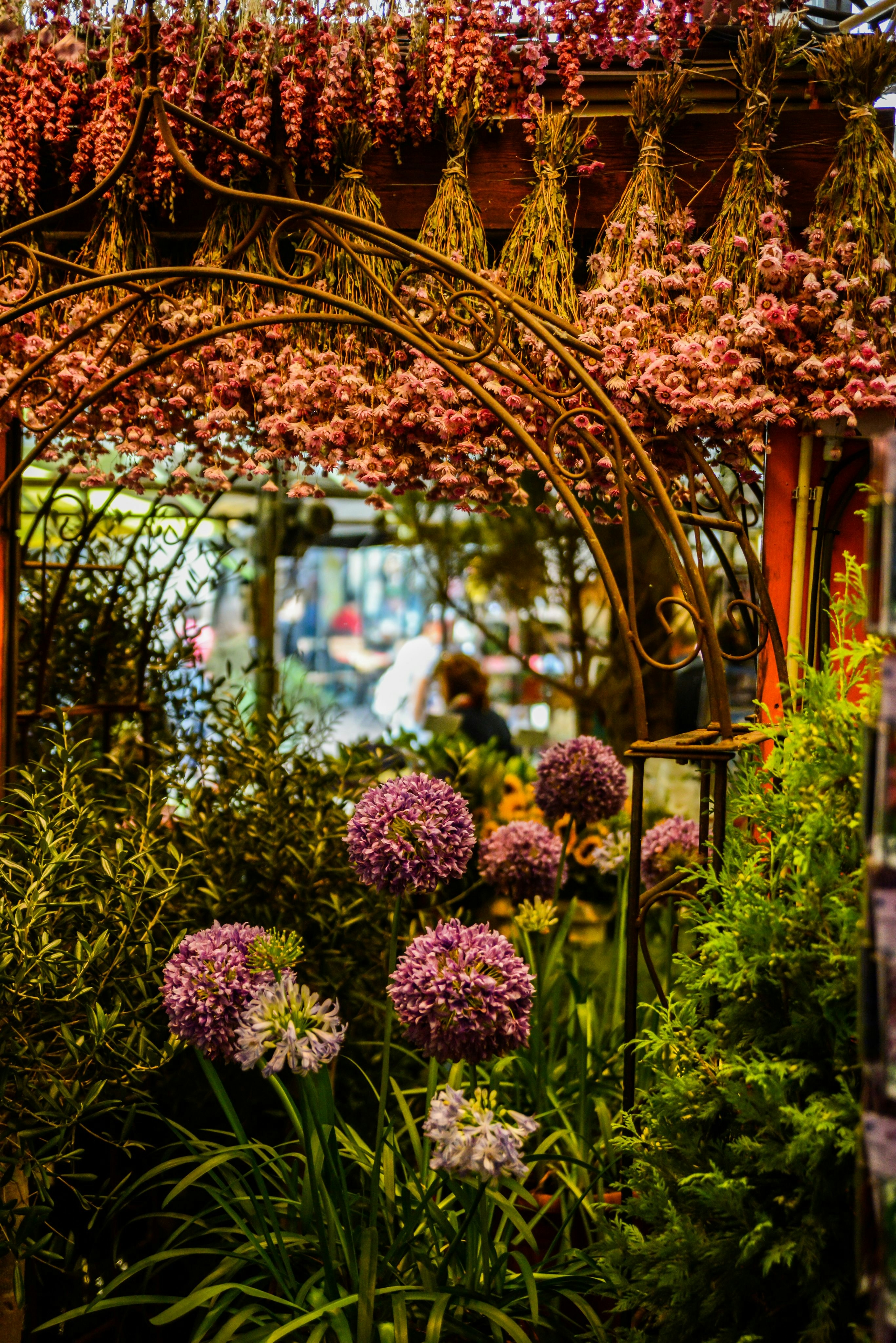purple flowers in front of brown metal gate
