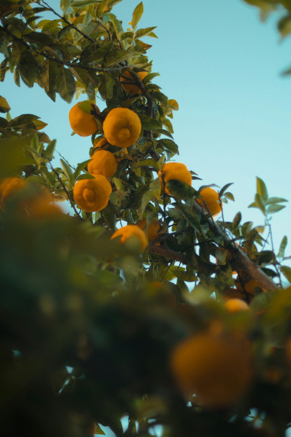 orange fruit on tree during daytime