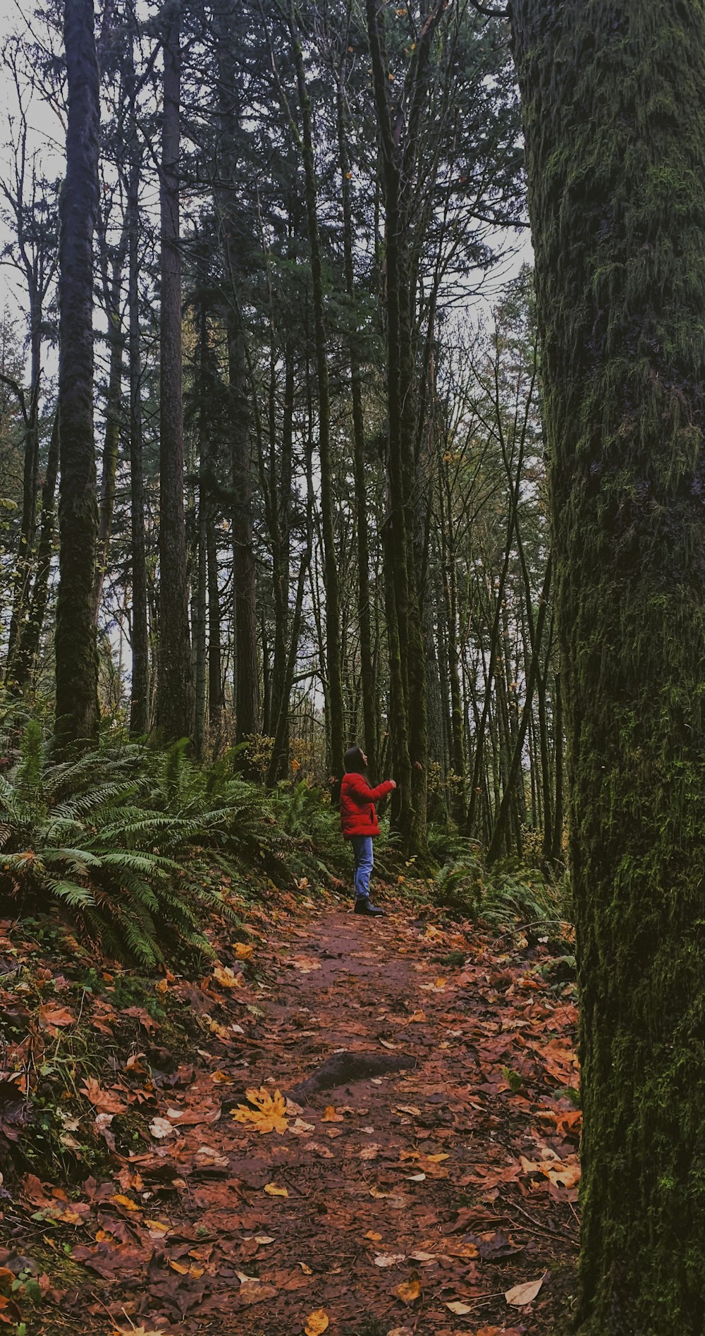 빨간 재킷과 파란 바지를 입은 아이가 낮에 숲을 걷고 있다