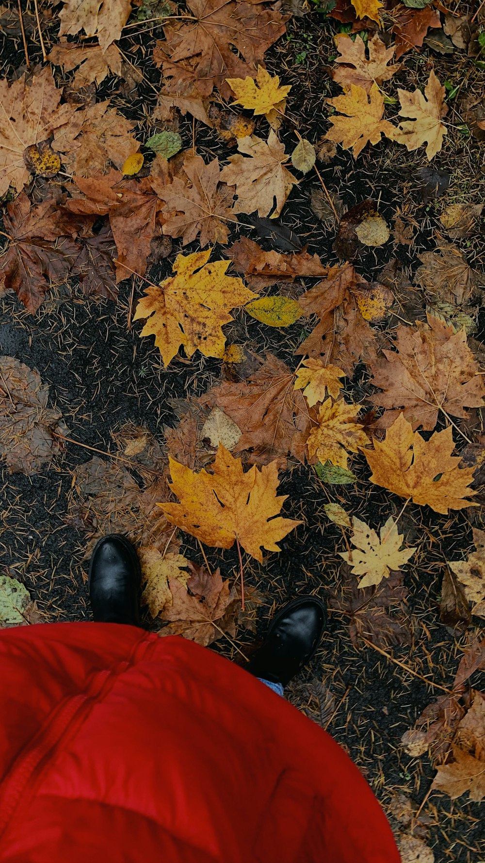 person in red pants and black leather shoes standing on dried leaves