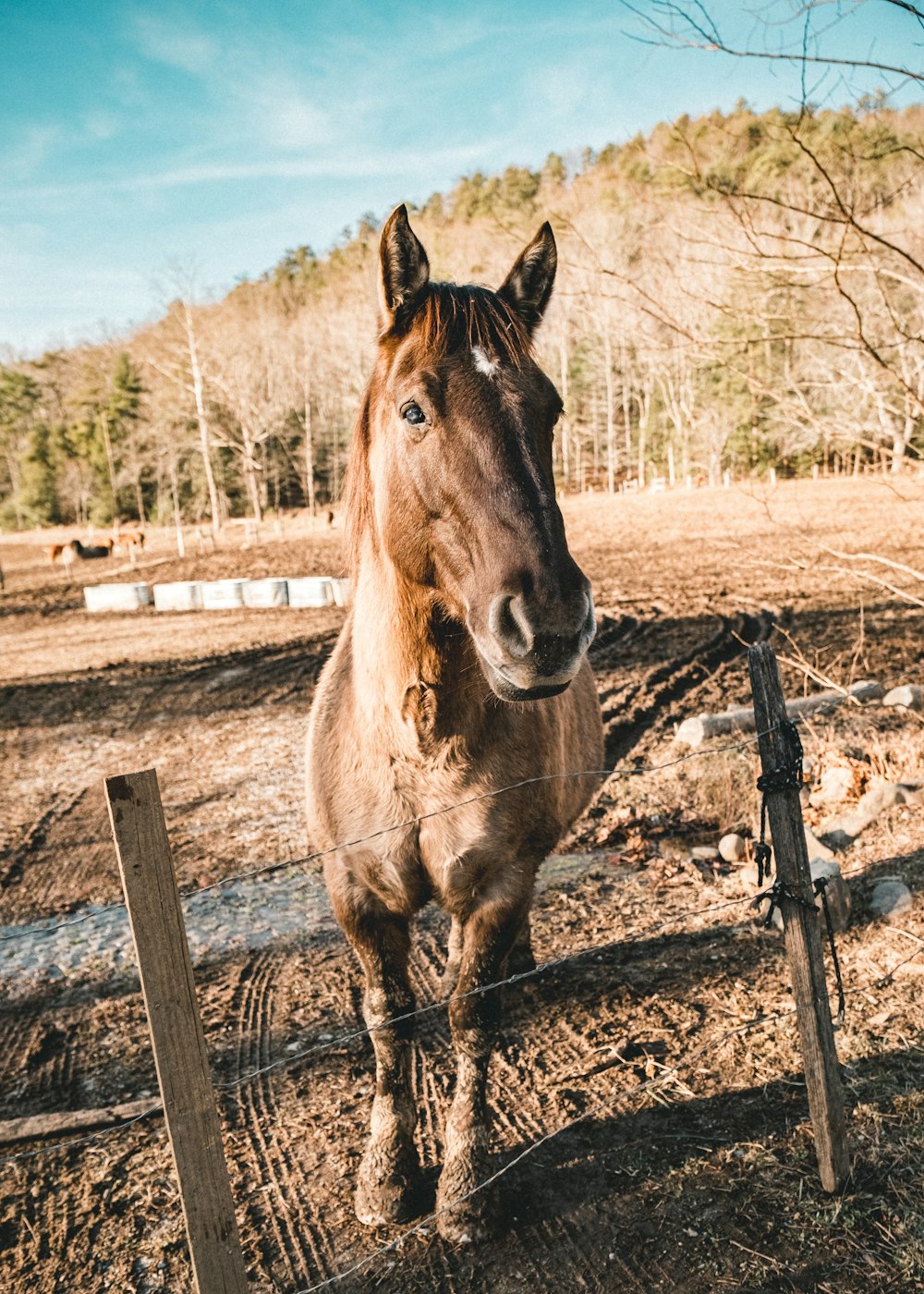 brown horse on brown field during daytime