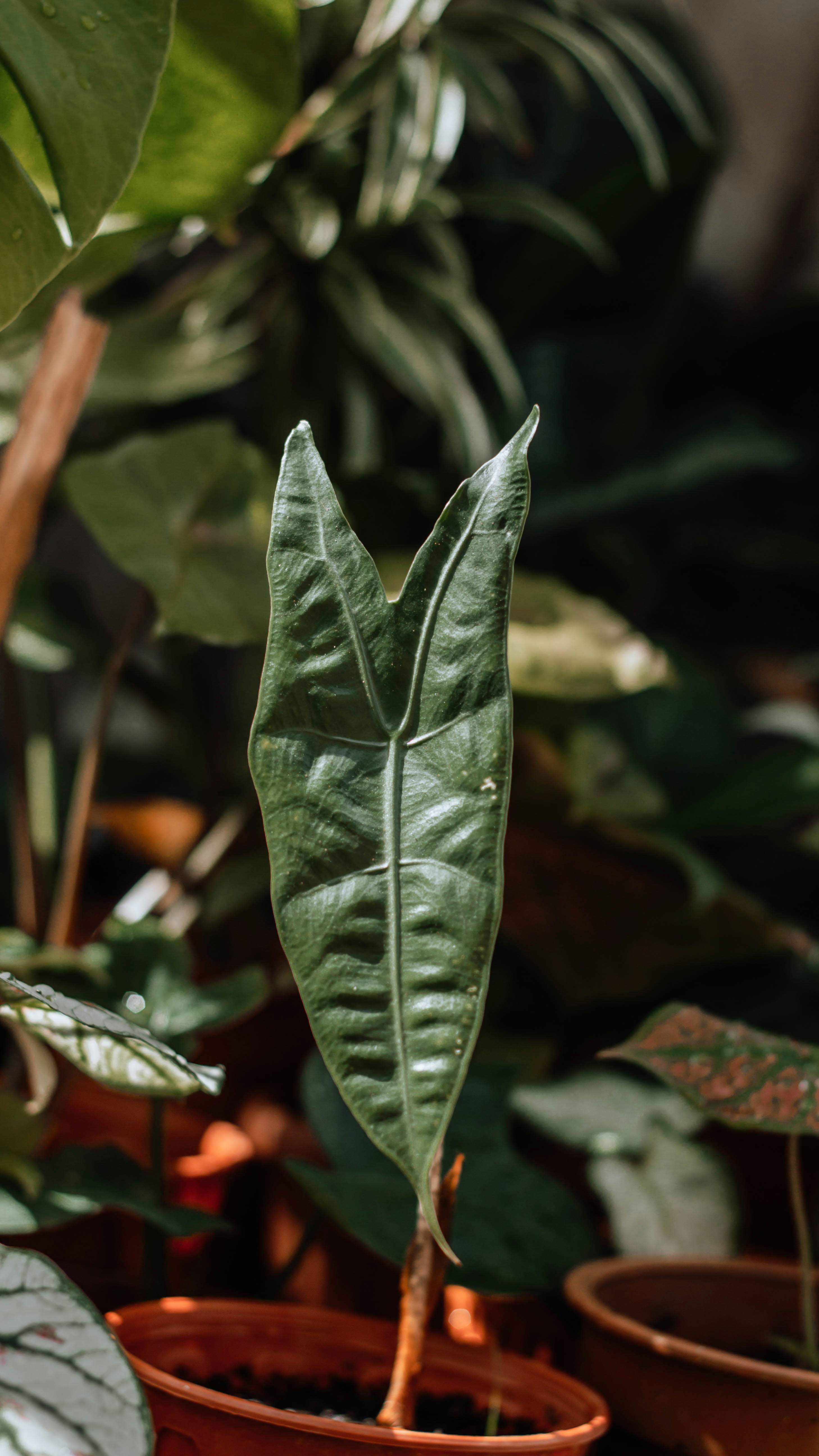 Photo by janggle_space