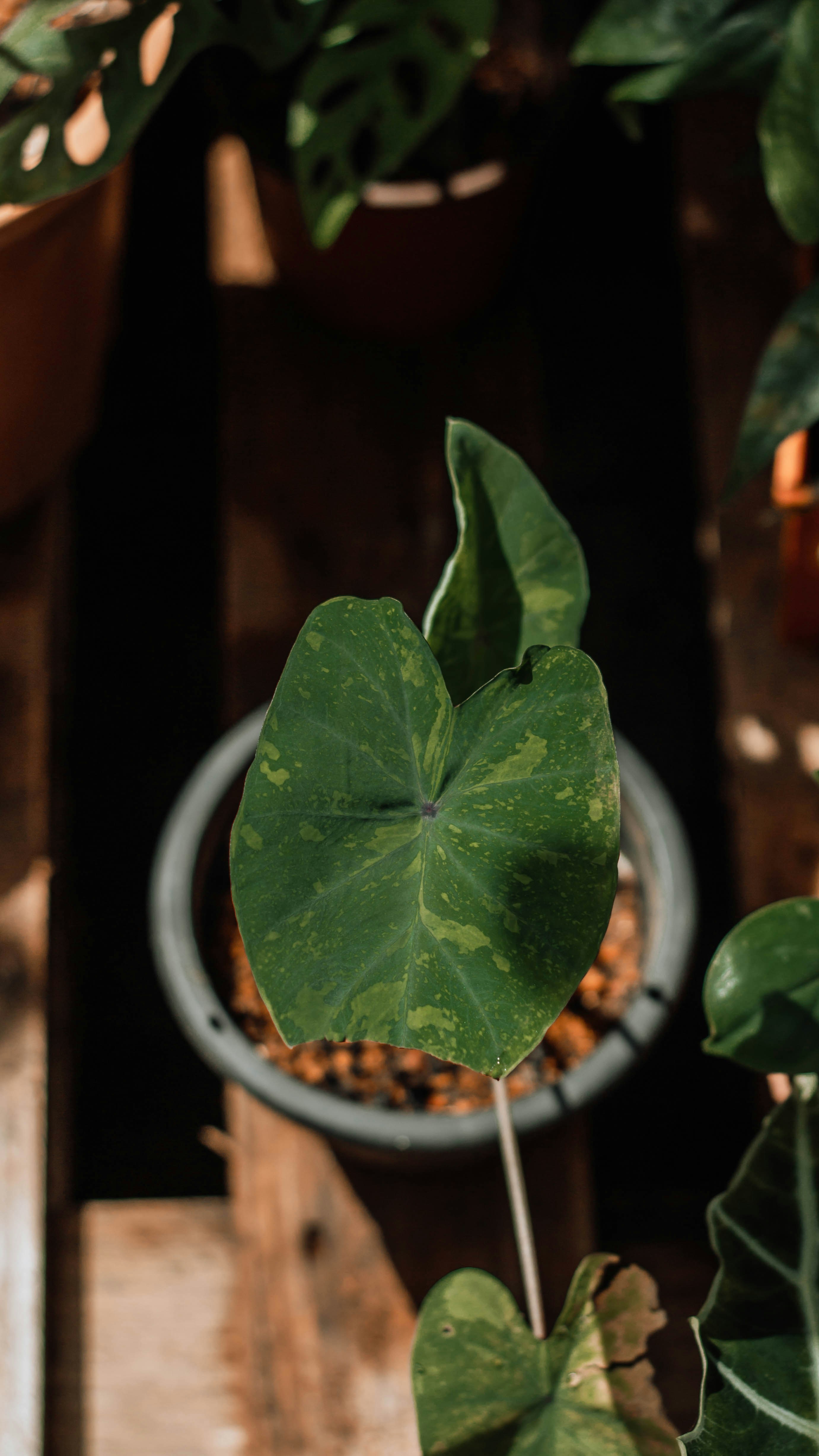 green leaf plant in white pot