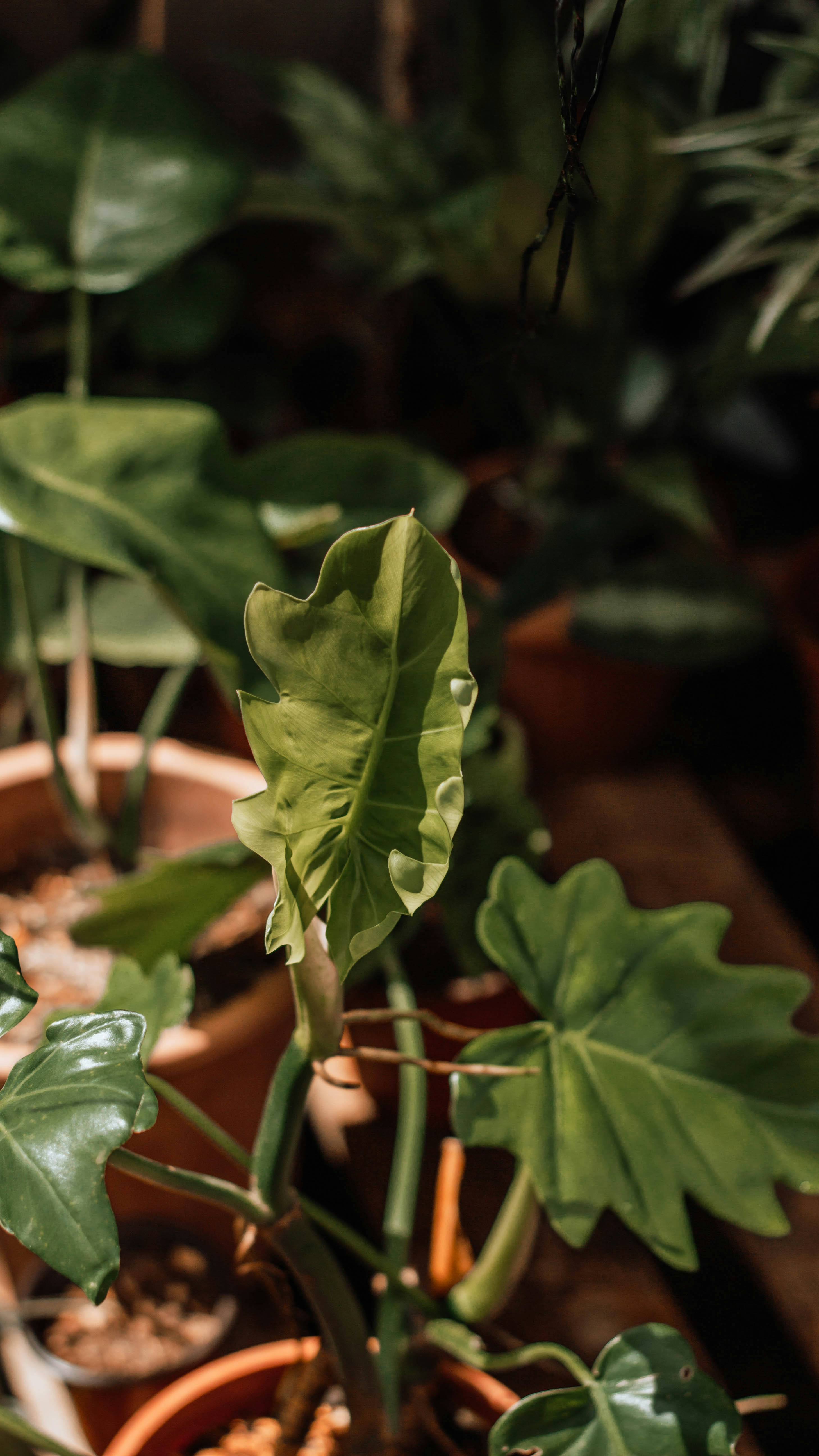 Photo by janggle_space