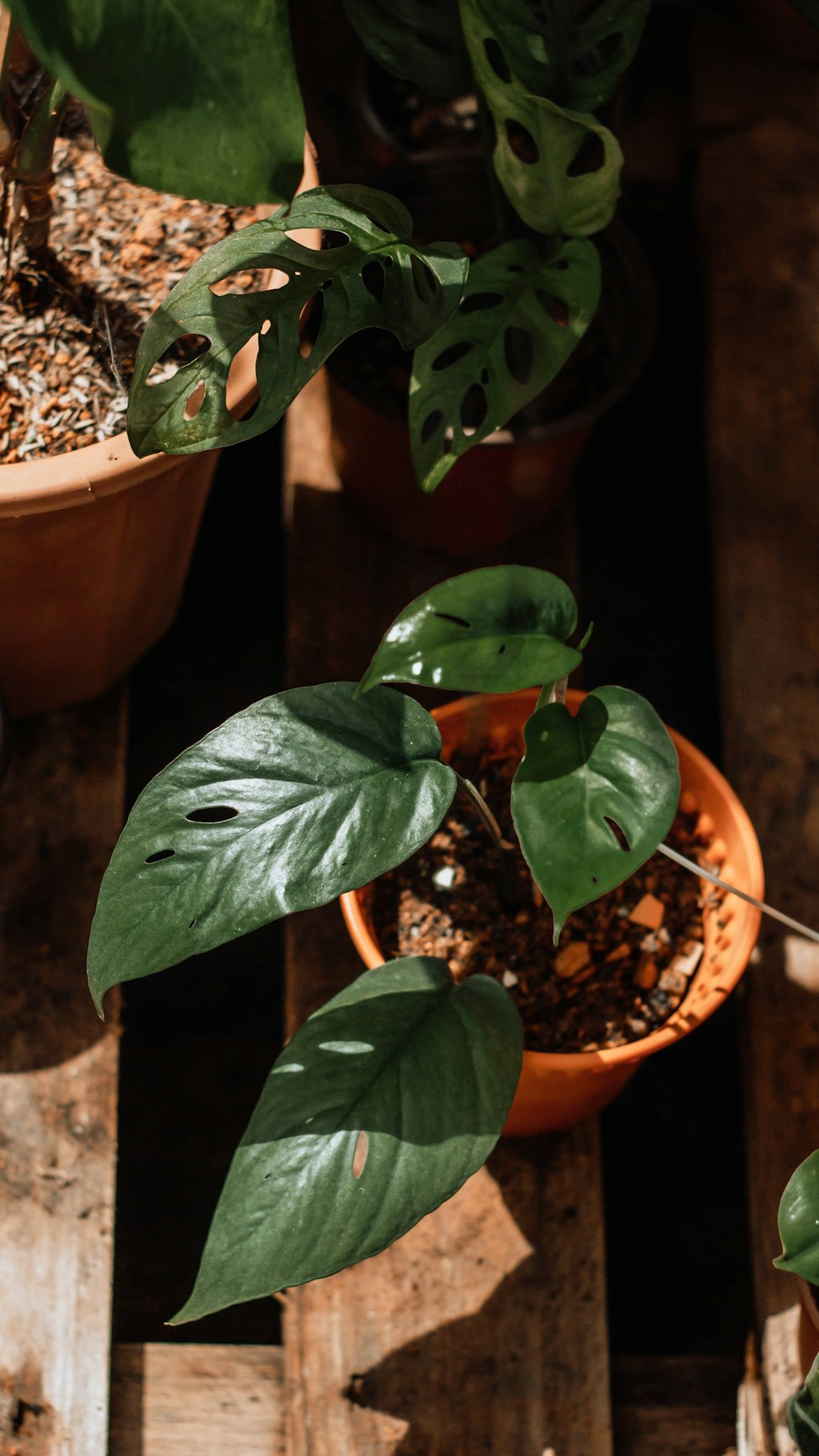 green plant on brown clay pot