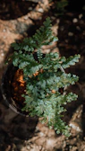 Close-up of vibrant green ferns in a dark green ceramic pot against an eden garden backdrop.