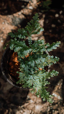 Close-up of a smooth, unbranded ceramic planter holding a vibrant fern.
