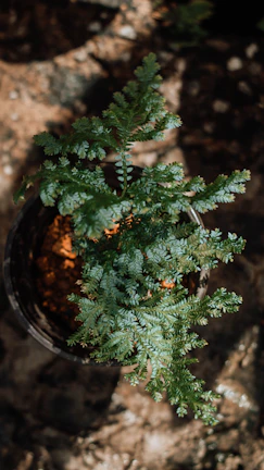 Close-up of vibrant green ferns in a dark green ceramic pot against an eden garden backdrop.