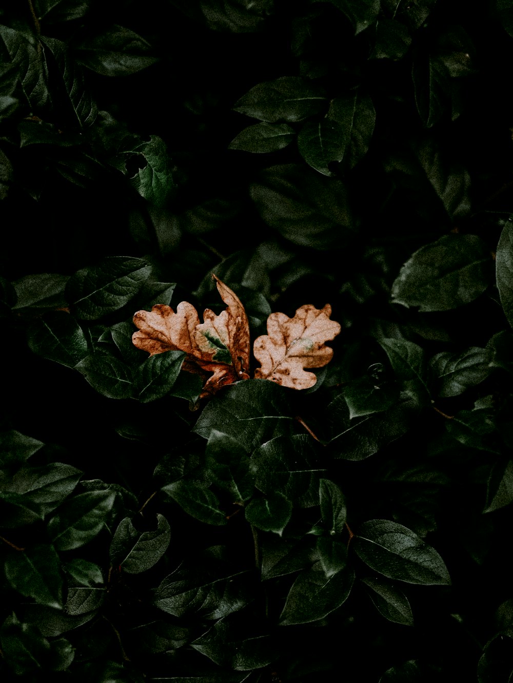 orange flower in close up photography