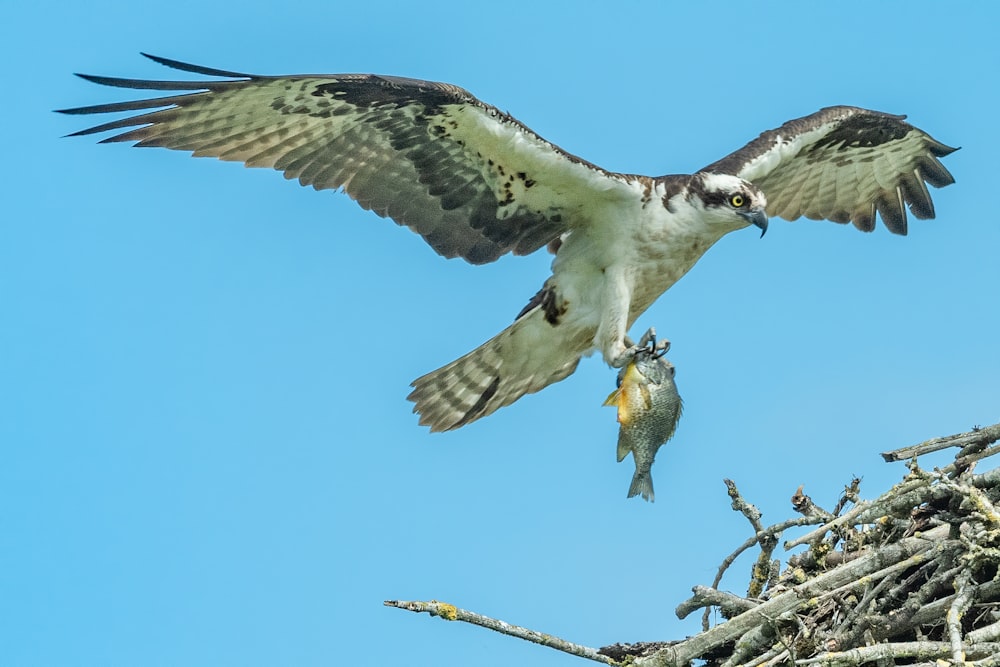 uccello bianco e nero che vola durante il giorno