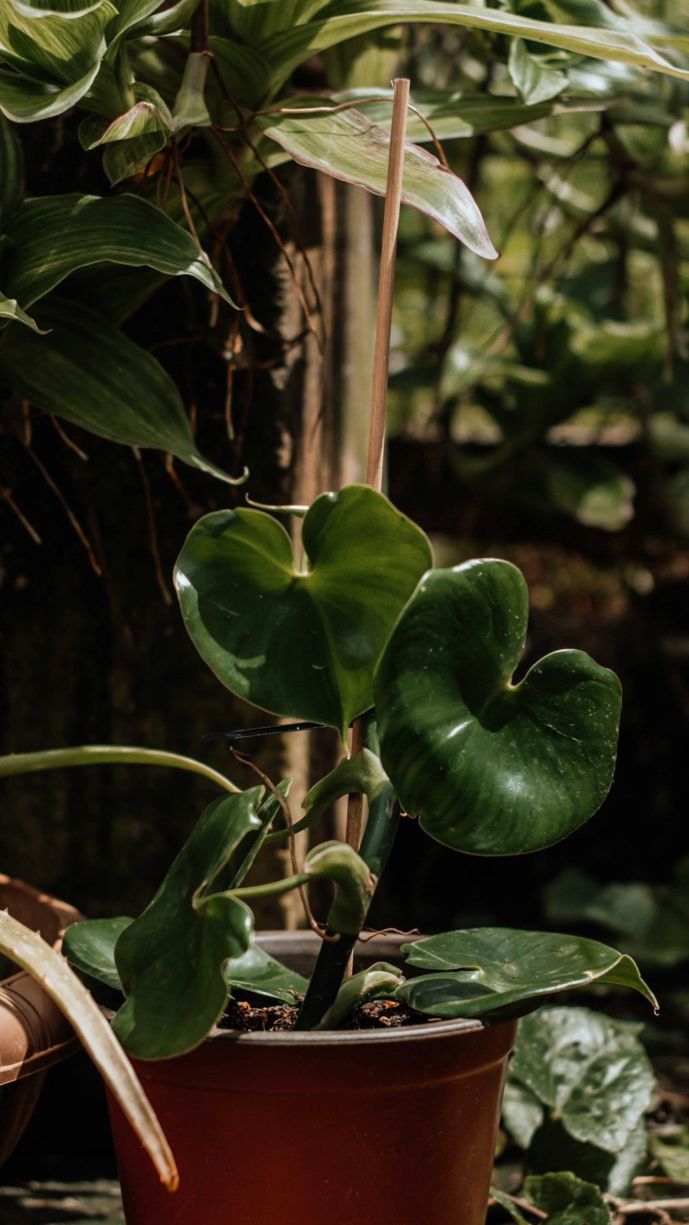 green plant in close up photography