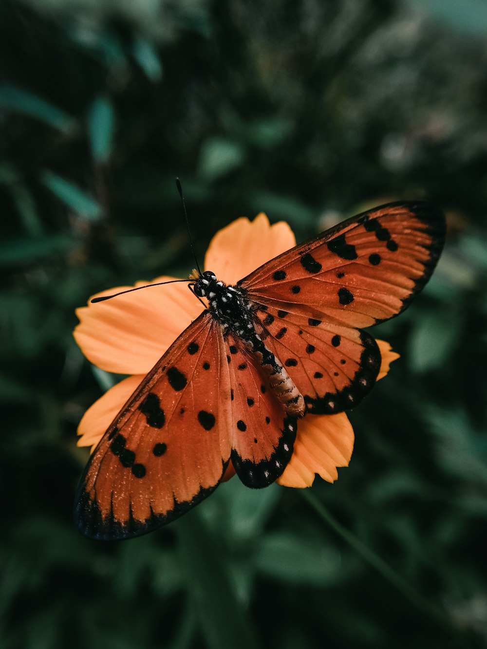 Brauner und schwarzer Schmetterling sitzt tagsüber auf gelber Blume in Nahaufnahmen