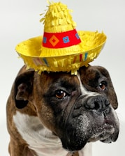 brown and white short coated dog with yellow hat