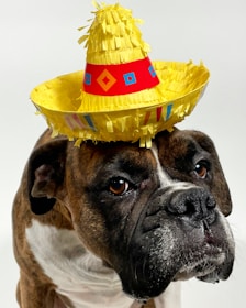 brown and white short coated dog with yellow hat