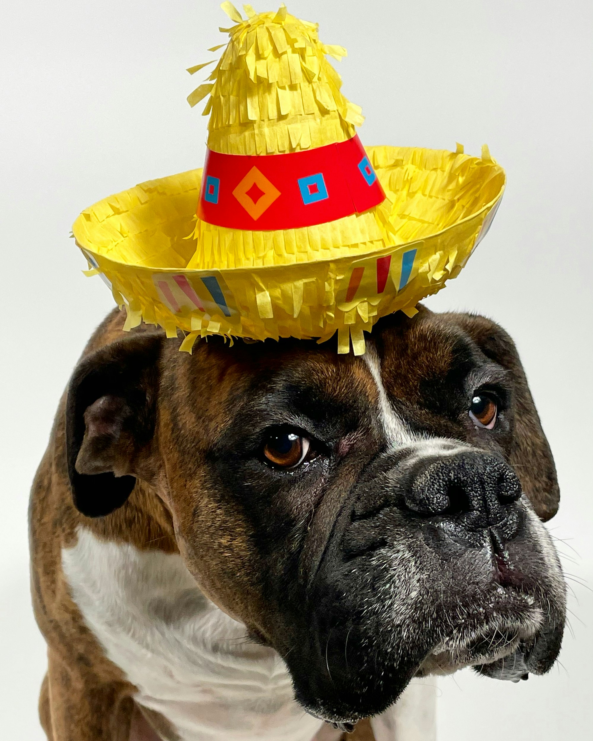 brown and white short coated Boxer dog with yellow hat