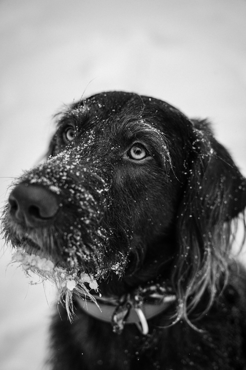 grayscale photo of short coated dog