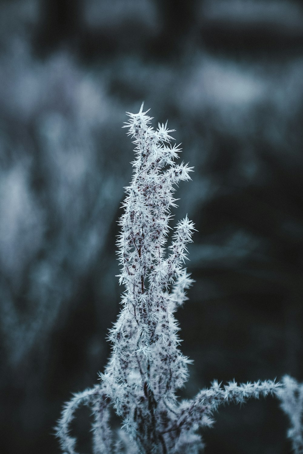 white snow flakes on tree branch