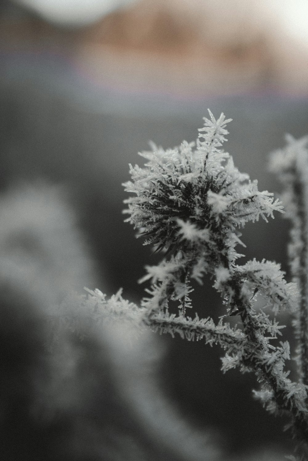 white snow on green pine tree