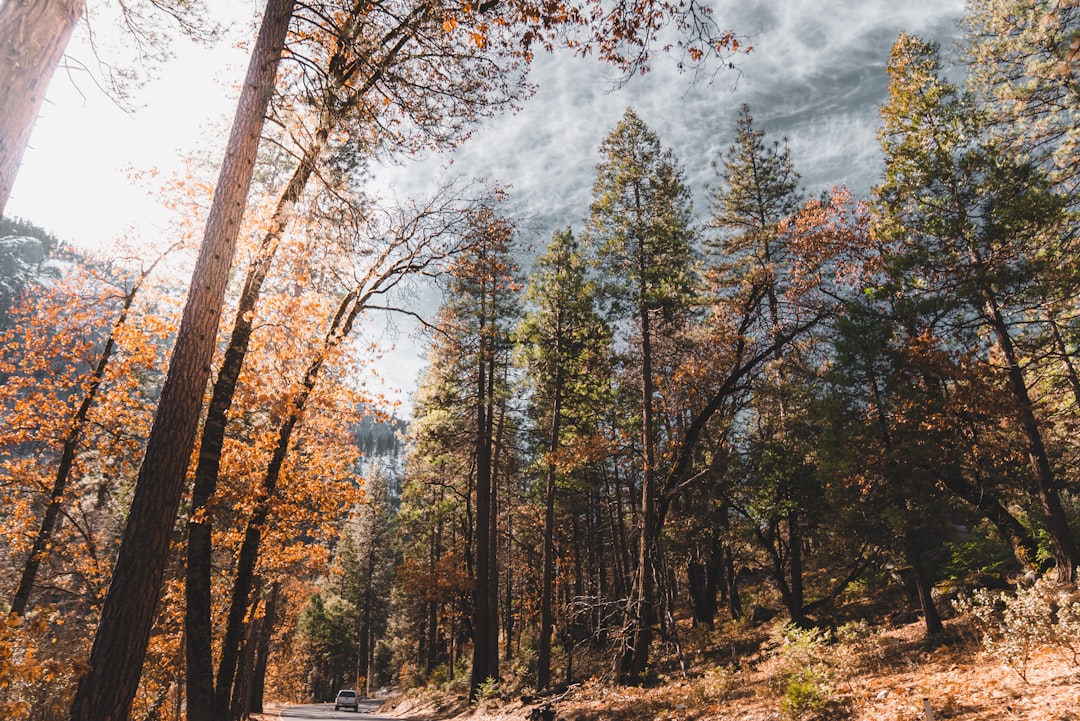 brown trees under white clouds and blue sky during daytime