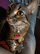 Close-up of a cat wearing a vibrant custom-made collar with playful patterns on a cozy cushion.