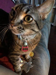 Close-up of a cat wearing a vibrant custom-made collar with playful patterns on a cozy cushion.
