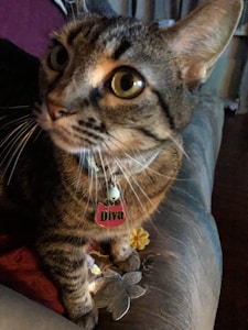 Paw Print Collar