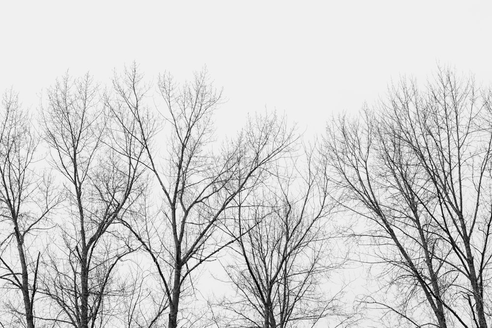 bare trees under white sky