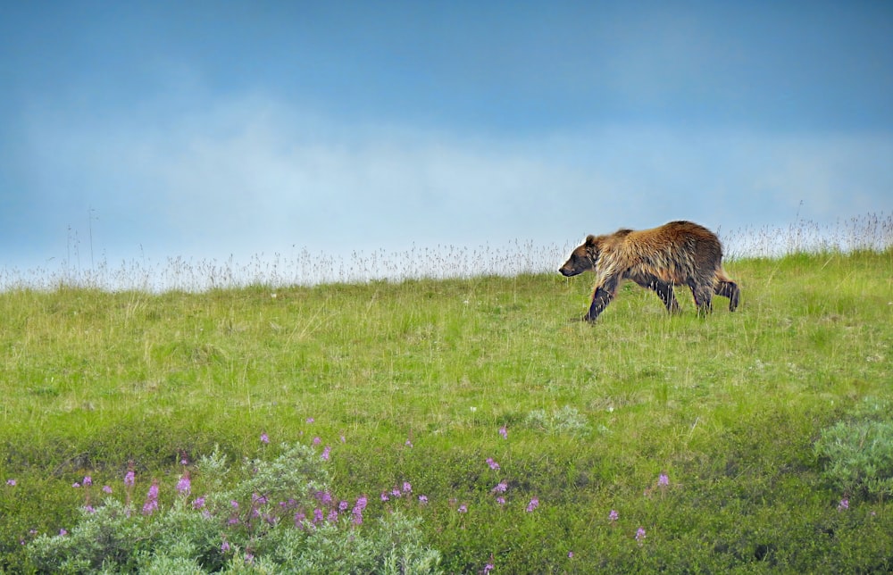 animal marrón y negro en campo de hierba verde bajo cielo azul durante el día