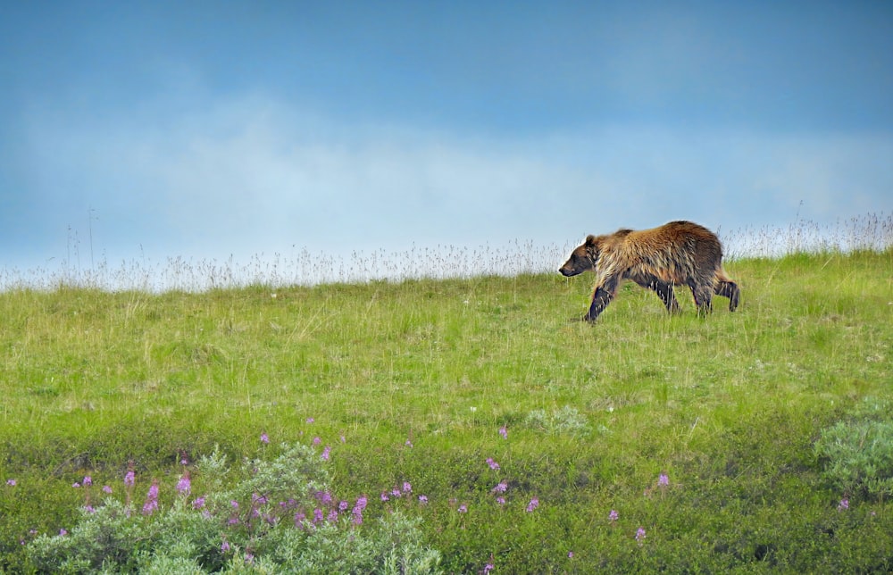 brown and black animal on green grass field under blue sky during daytime