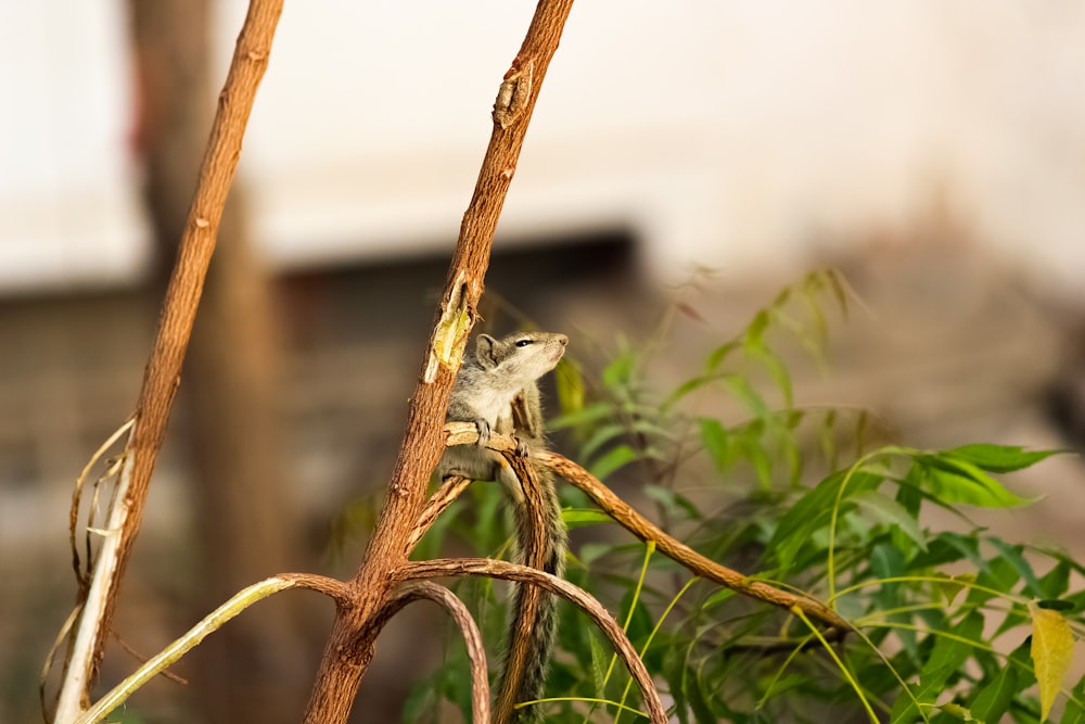 brown and white bird on brown tree branch