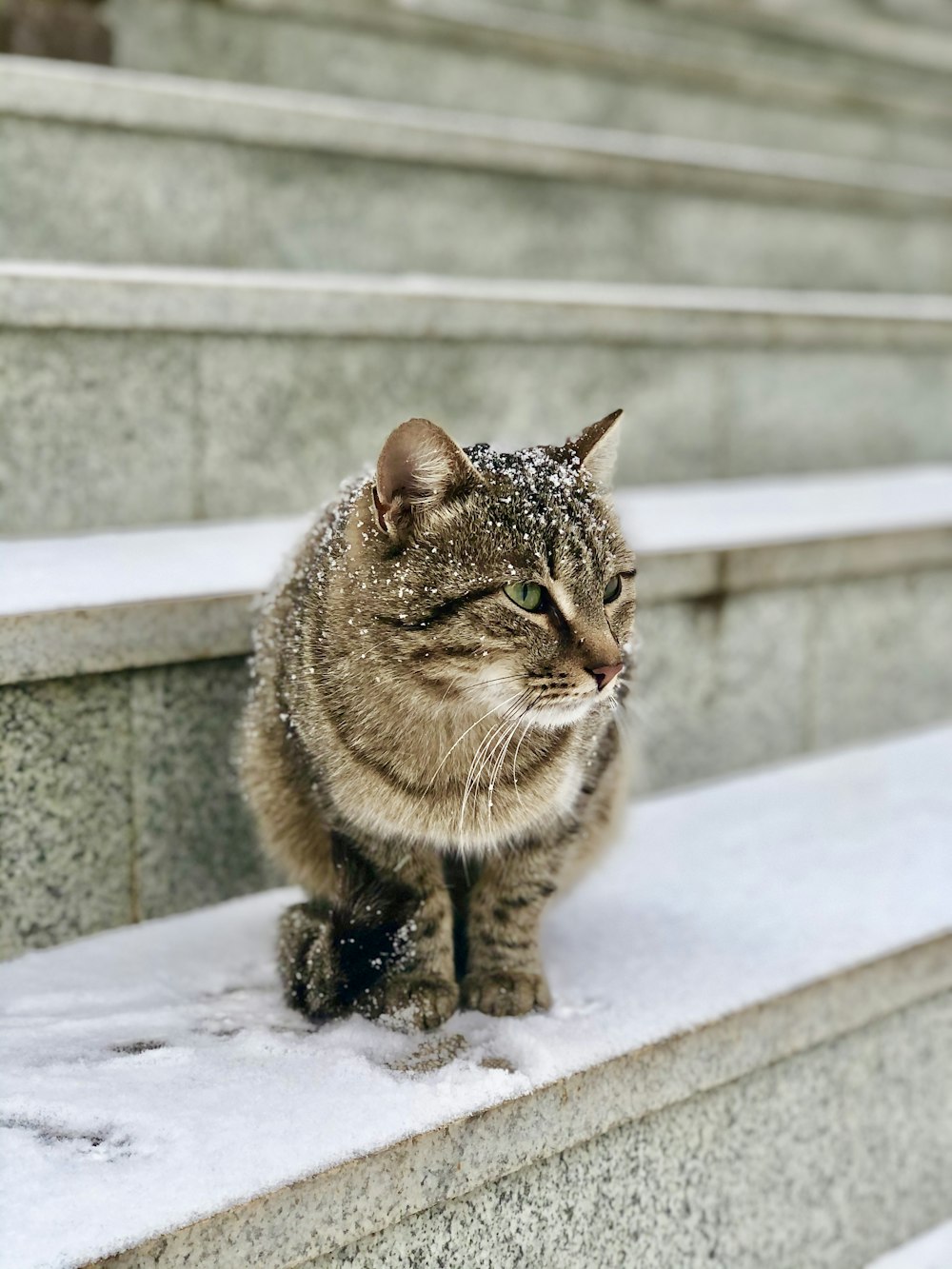 brown tabby cat on white concrete surface