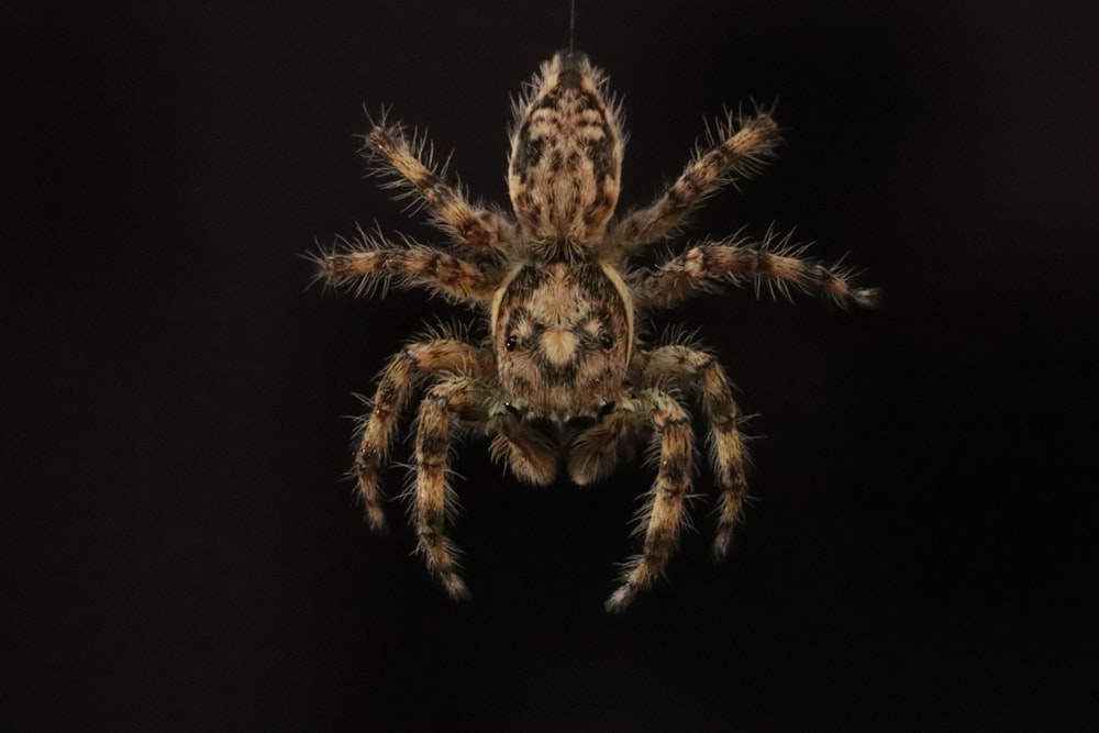 brown and black spider on black background