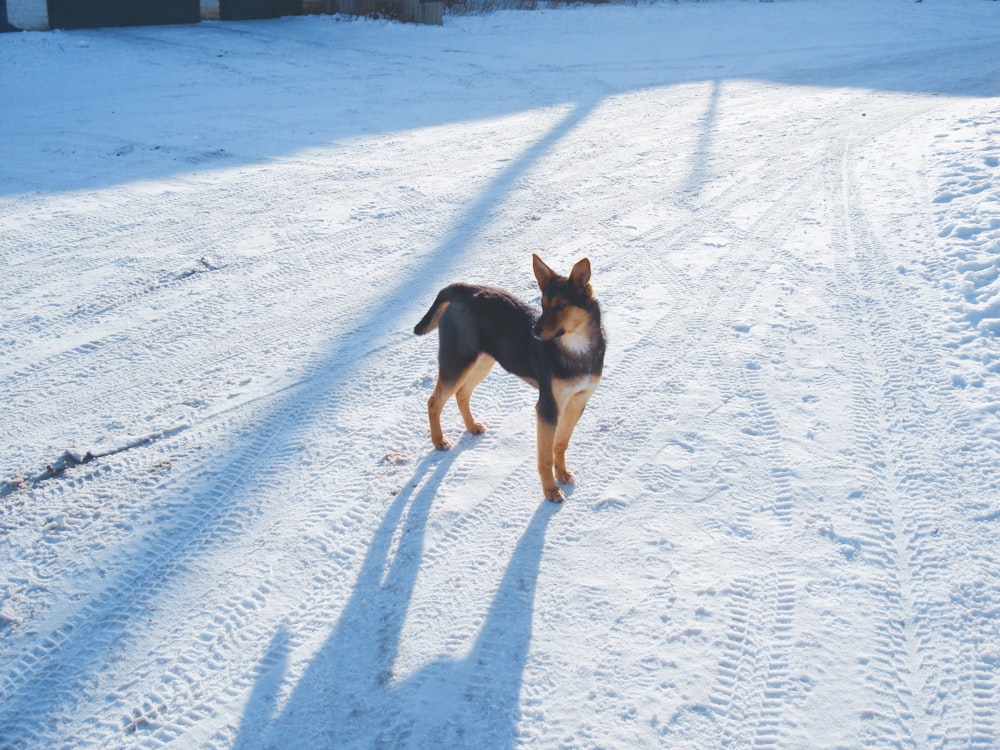 black and tan short coat medium dog running on snow covered ground during daytime