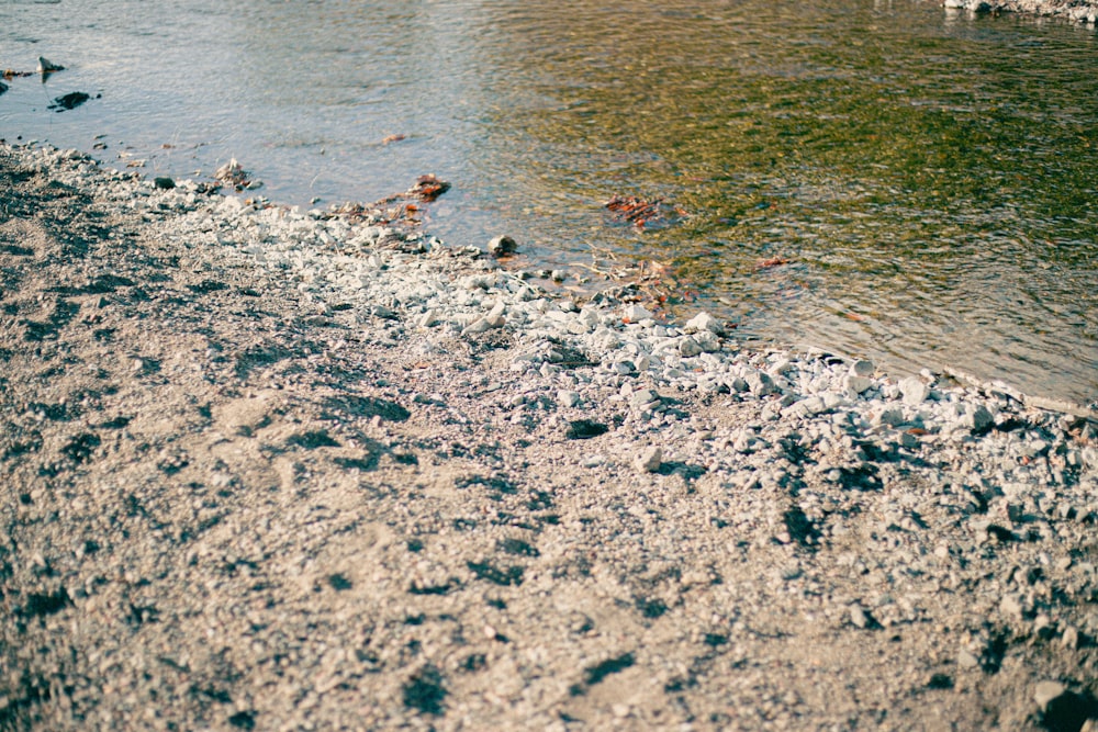 flock of birds on water during daytime