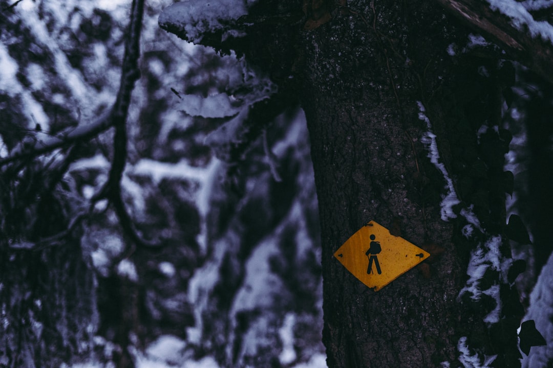 yellow arrow sign on tree trunk