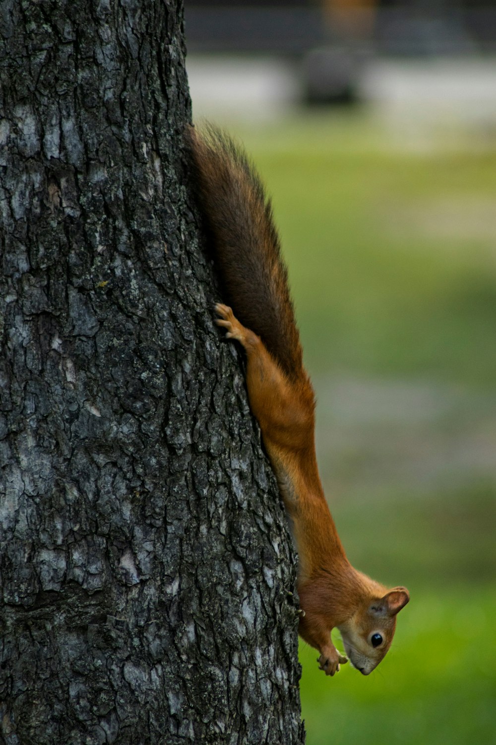 brown squirrel on brown tree trunk during daytime