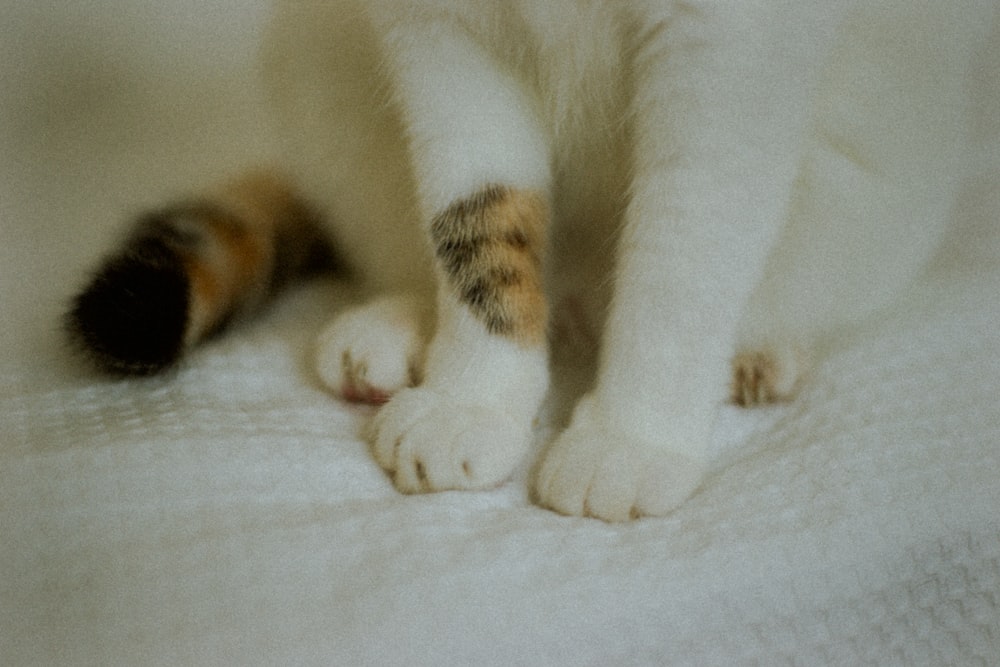 white brown and black cat lying on white textile