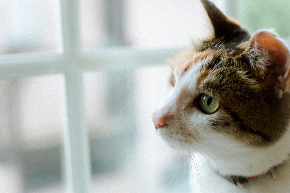 brown and white cat looking at the window