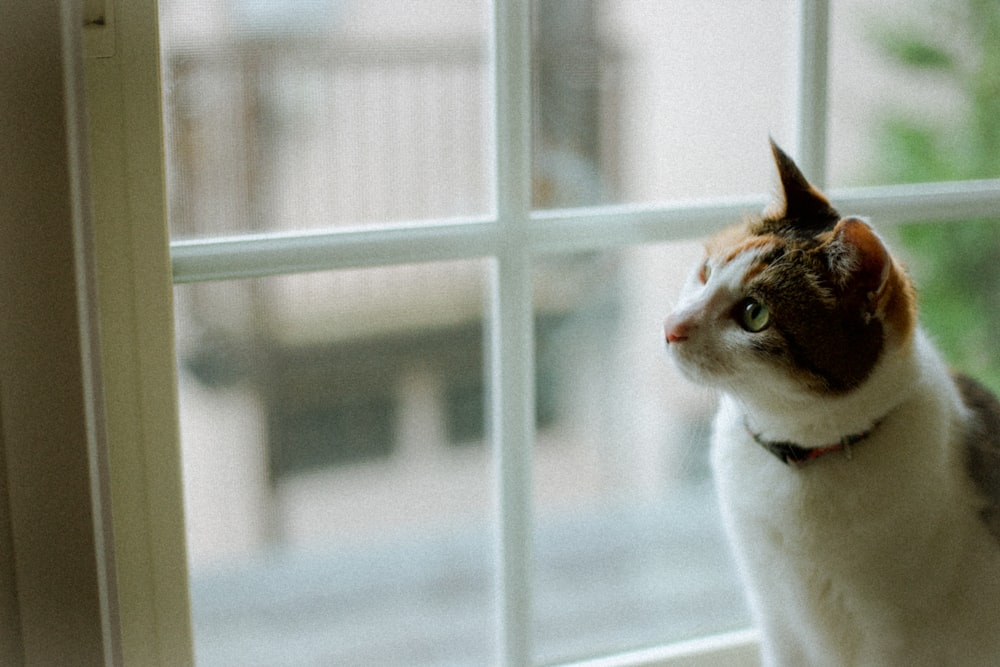white and brown cat looking out the window