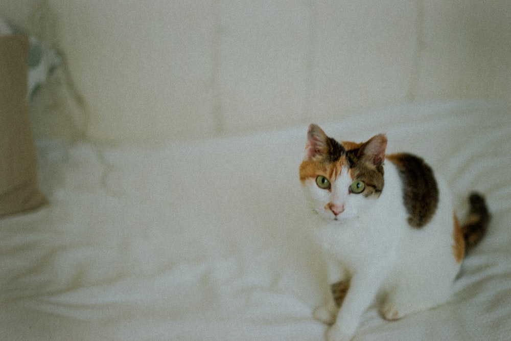 white and brown cat on white textile