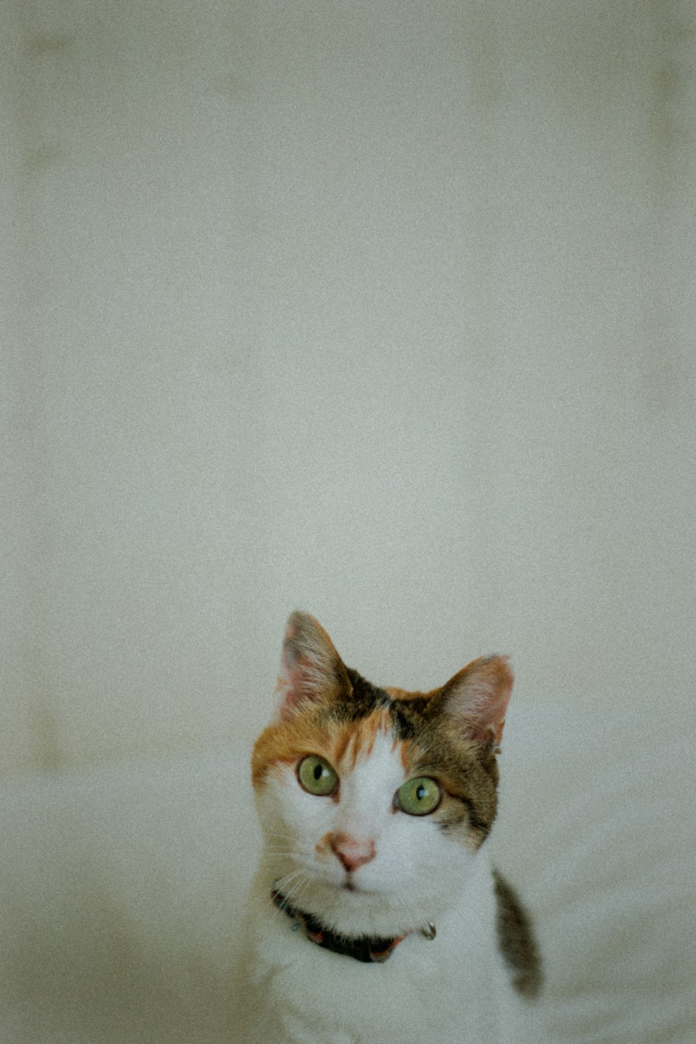 brown and white cat on white textile