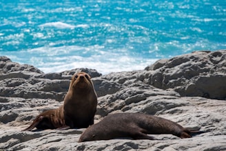 sea lion on gray rock during daytime