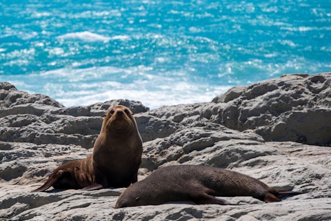 sea lion on gray rock during daytime